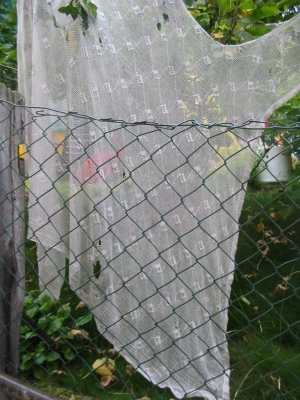 A lace tablecloth draped over some rosebushes.
