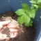plants need tending 3.