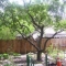 trees need climbing.