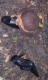 trees need climbing 2.JPG