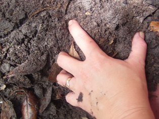 to claw at the earth.JPG