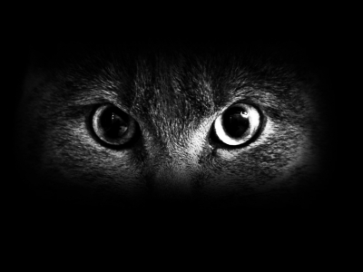 cat_eyes-481528.jpg