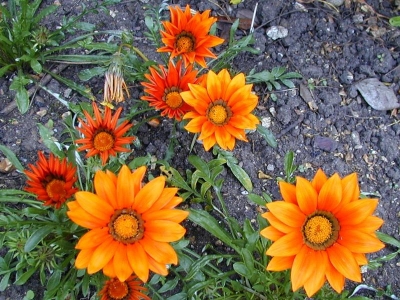 The Gazania.