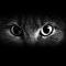 cat_eyes-481528.jpg
