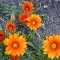 The Gazania.