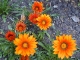 The Gazania.