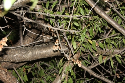 Find the air freshener..?