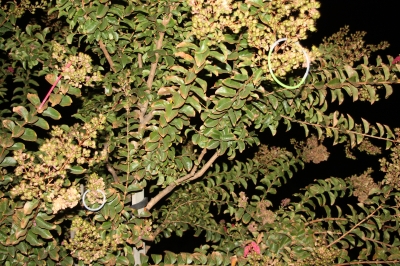 Glow Sticks durring the day.. Kinda