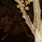 Magic in a tree.