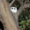 He's watching you!