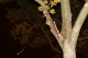 Magic in a tree.
