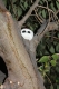 He's watching you!