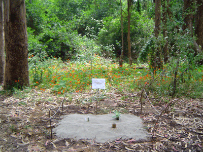 Desert.jpg Desert.jpg