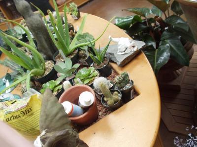 The Selection of the Terraforming Lifeforms.JPG The Selection of the Terraforming Lifeforms.JPG