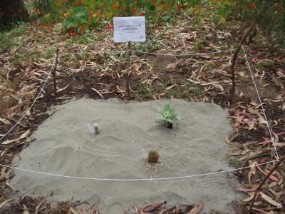 The Great Golden Gate Desert.JPG The Great Golden Gate Desert.JPG