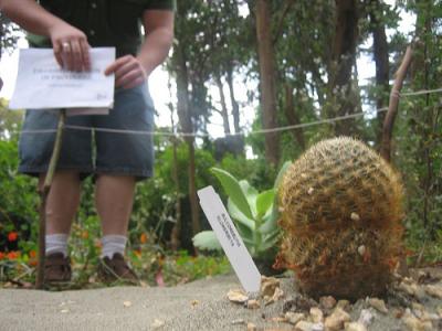 Cactae.jpg Cactae.jpg