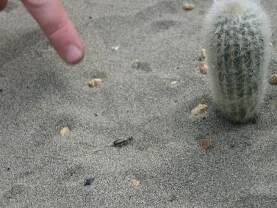 The Desert's first Inhabitant.jpg The Desert's first Inhabitant.jpg