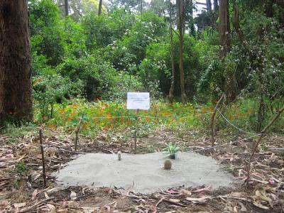 the Great Desert II.jpg the Great Desert II.jpg