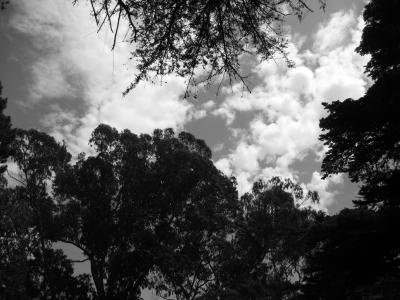Black And White (Cam).JPG
