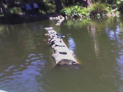 The Log Filled With Turtles