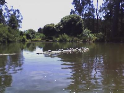 Paddle Boat 5.jpg