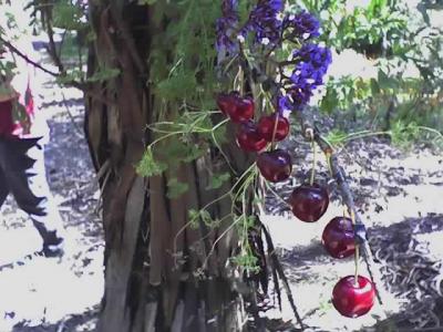 Cherries on the branch Cherries on the branch