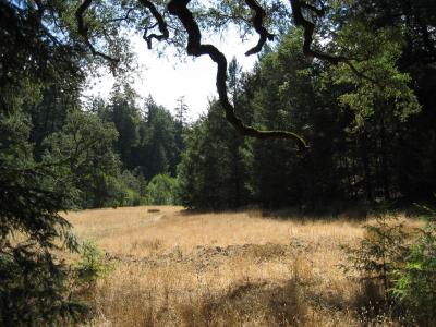 8 - Our Meadow.jpg