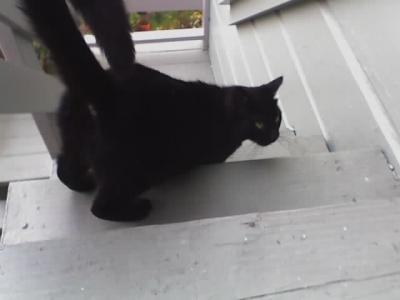 Indigo is still scared of me