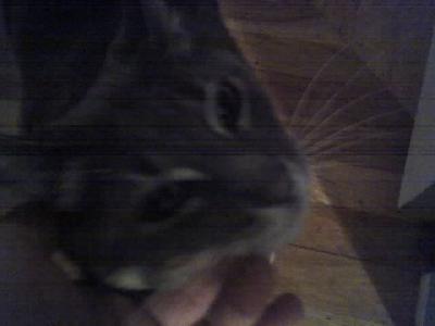 Timmy is a Ham