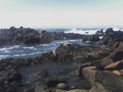 Sea Lions!