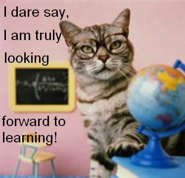 School cat.JPG