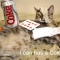 Cat 5.JPG