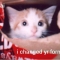 cat coke 2.JPG