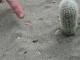 The Desert's first Inhabitant.jpg