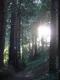 Redwoods in Golden Gate Park