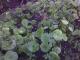 Miners Lettuce