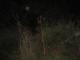 Spooky Woods...