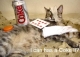Cat 5.JPG