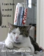 Cat Coke 3.JPG