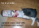 Coke Kitty.JPG