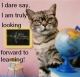 School cat.JPG