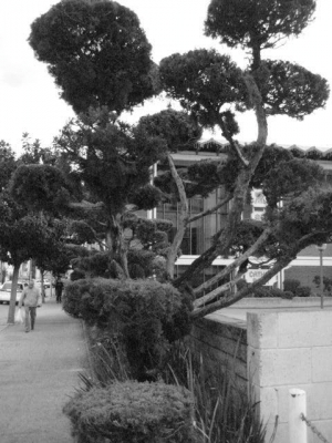 Heather's Black and White