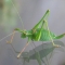 speckled-bush-cricket-1.jpg speckled-bush-cricket-1.jpg