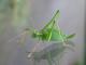 speckled-bush-cricket-1.jpg