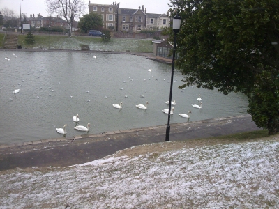 very cold swans!!