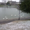 very cold swans!!