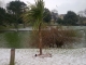 A palm tree