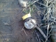 the elusive wild marmite, what a find!