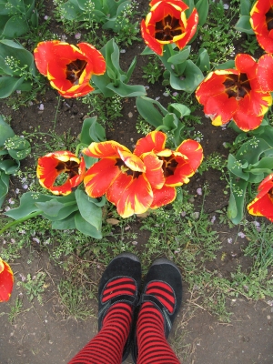 tuliptoes.jpg