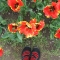 tuliptoes.jpg